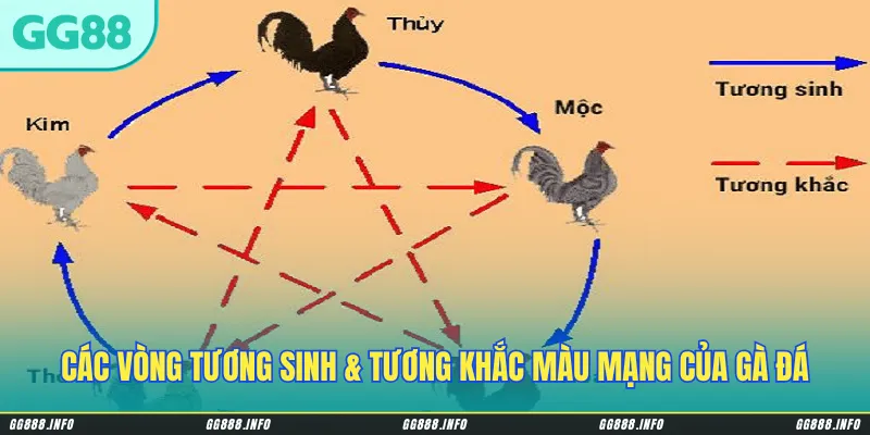 Các vòng tương sinh & tương khắc màu mạng của gà đá