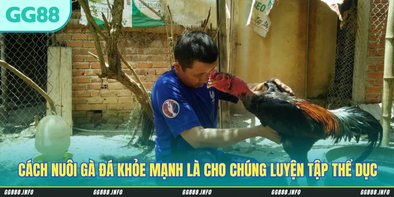 Cách nuôi những chú gà đá khỏe mạnh là cho chúng luyện tập thể dục mỗi ngày