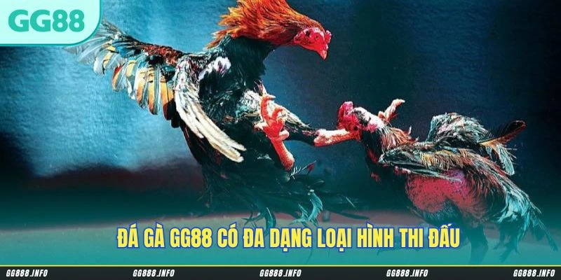 Đá gà GG88 có đa dạng loại hình thi đấu