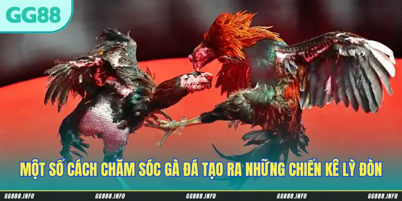 Một số cách chăm sóc gà đá tạo ra những chiến kê lỳ đòn