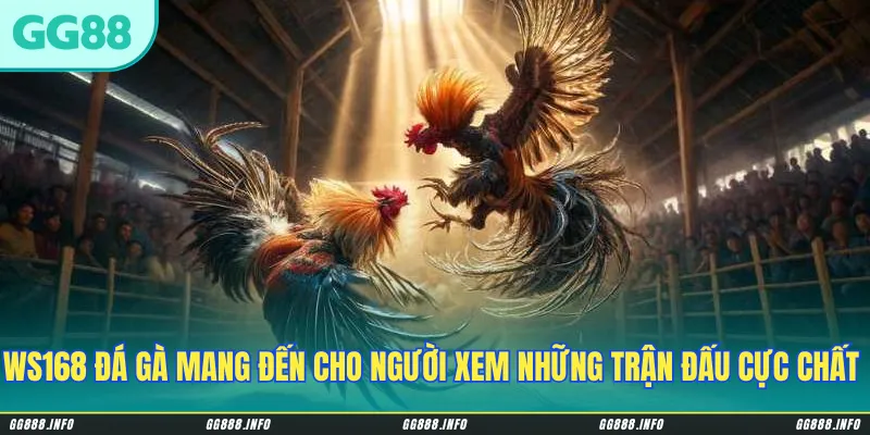 WS168 đá gà mang đến cho người xem những trận đấu cực chất & thú vị
